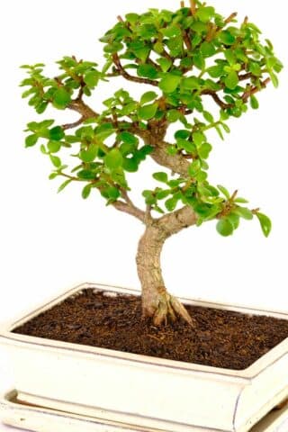 A very strong Money tree twisty bonsai with commanding structure