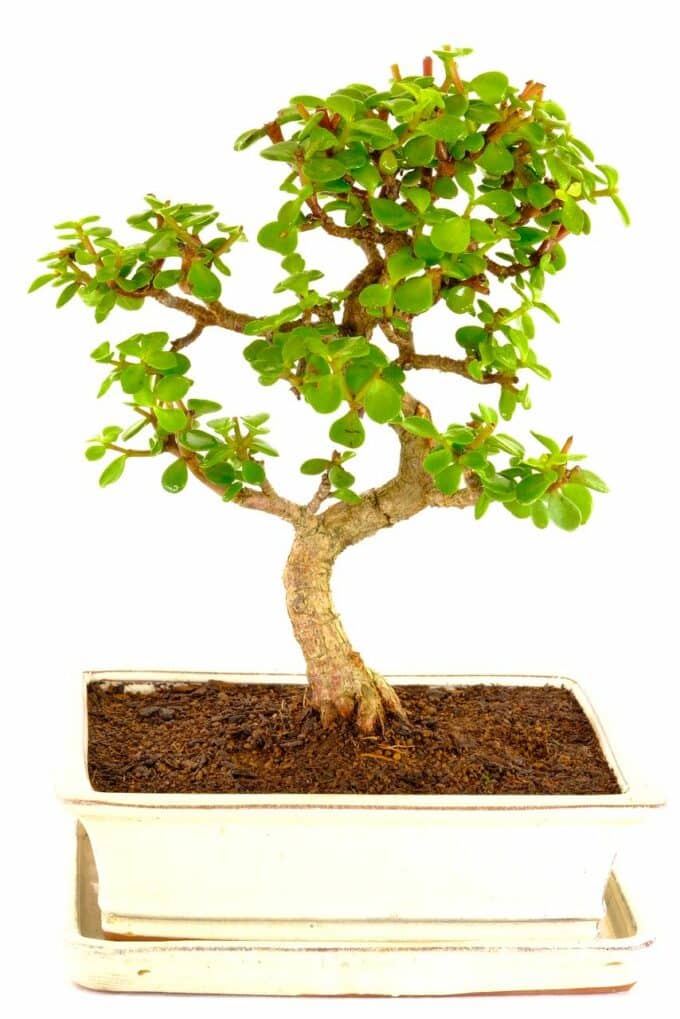 A truly wonderful & impressive Jade bonsai tree for sale
