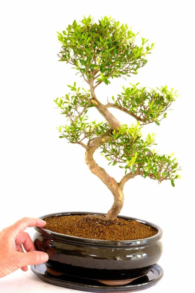 Sensational myrtle premium range indoor bonsai for sale