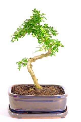 Highly refined Zanthoxylum piperitum bonsai with zesty fragrance