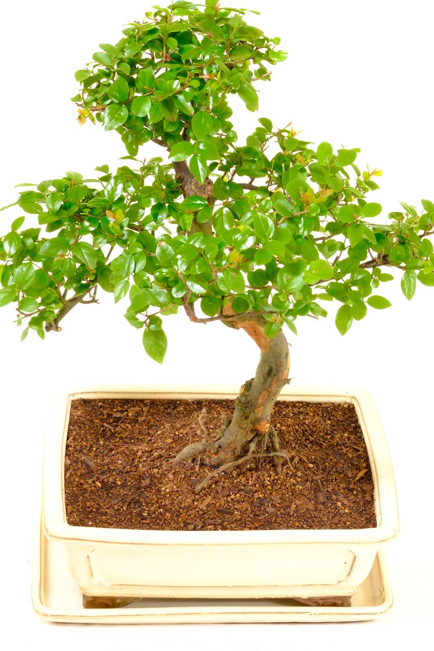 A lush canopy of multicoloured leaves with purple fruits