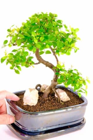 Beautiful movement in the design of this Sageretia theezans bonsai