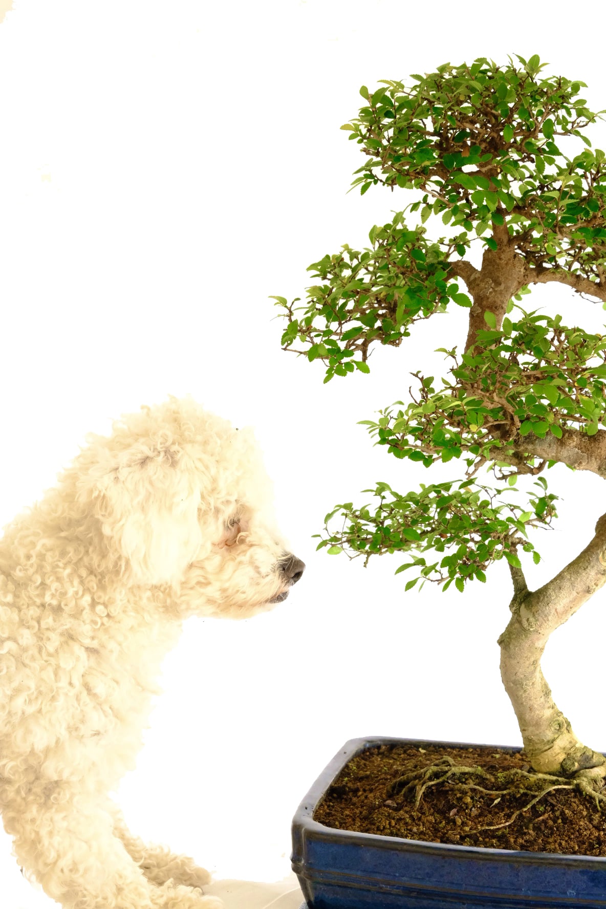 Bonsai Care Bonsai Trees for Sale UK