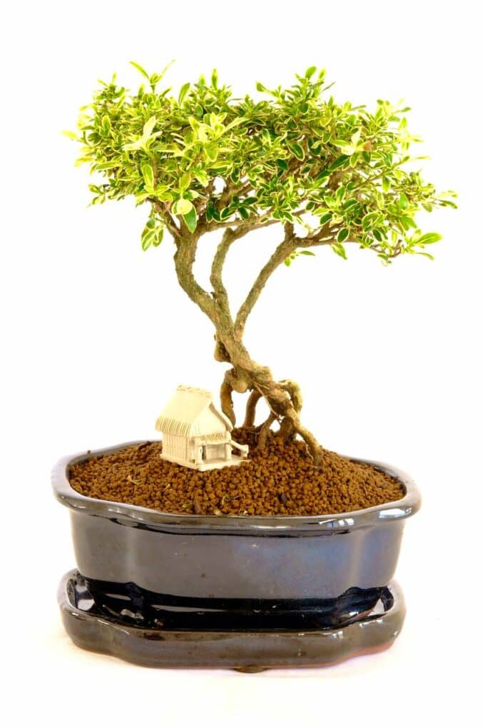 Gorgeous baby shohin bonsai
