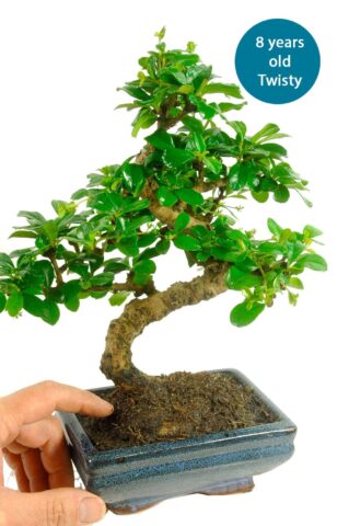 Standard Carmona build a bonsai