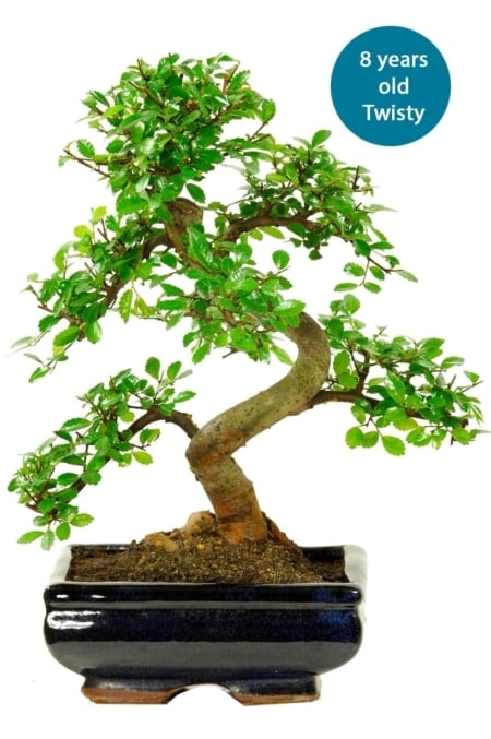 Standard Elm build a bonsai
