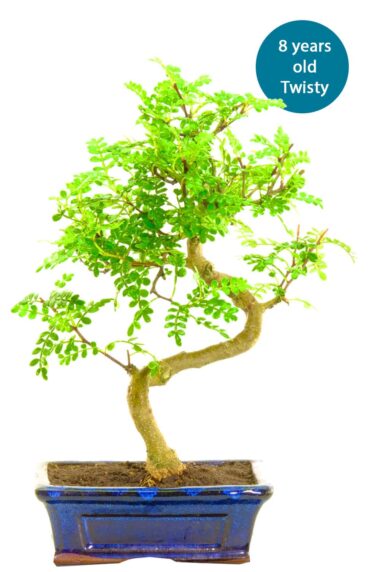 Standard Pepper build a bonsai