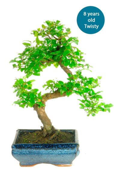 Standard Sweet Plum build a bonsai