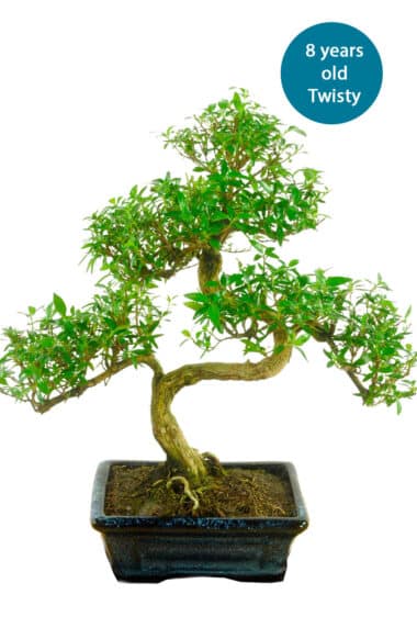 Standard Serissa build a bonsai