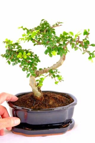 Cute beginners bonsai in lotus style glossy black pot