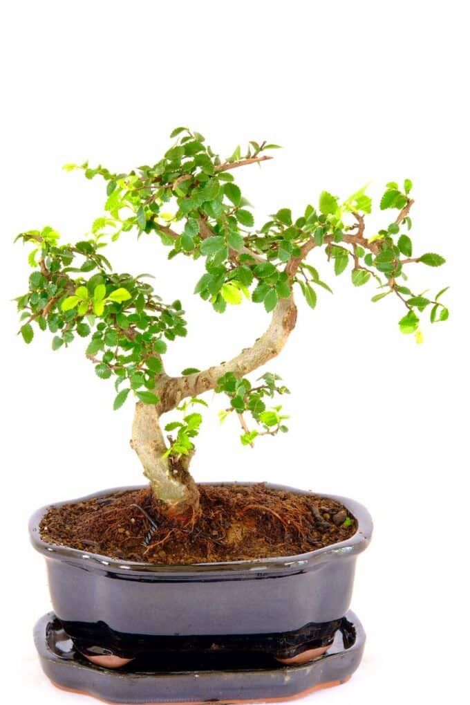 A charming character little bonsai with immense appeal