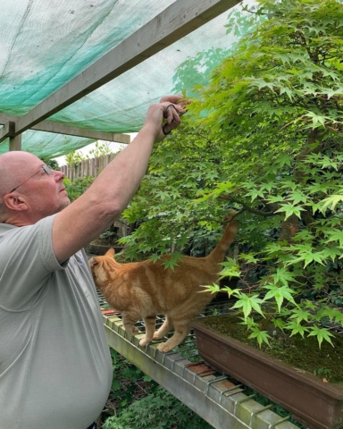 Bonsai trees are the perfect pet friendly gift!