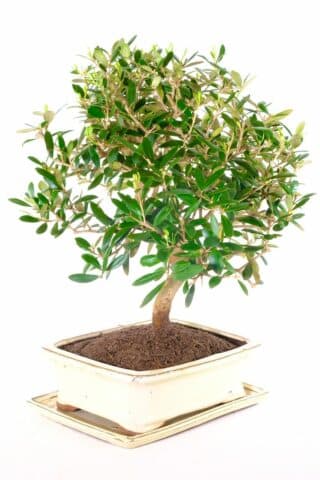 Olea europaea bonsai for sale