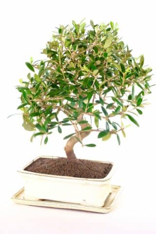 Large and impressive Olive bonsai tree - evergreen & beautiful