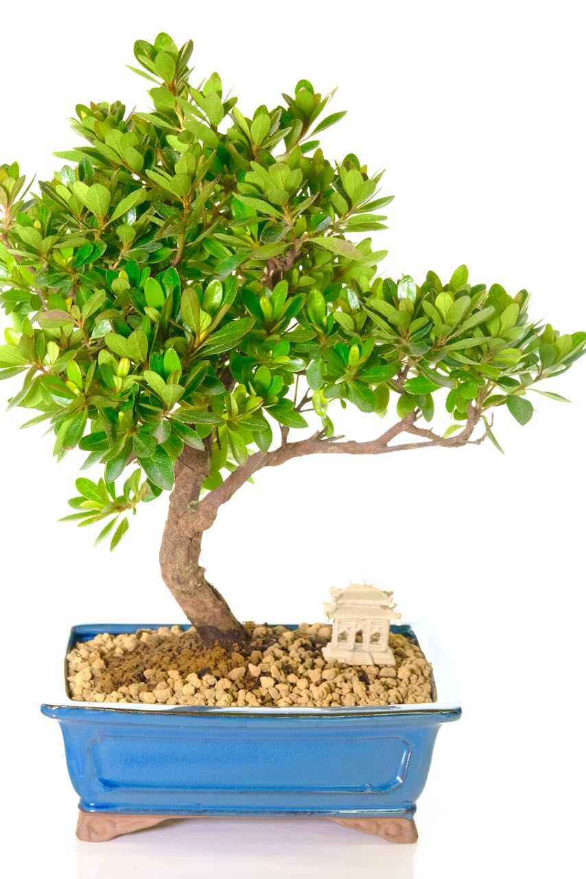 Sensational Pink Flowering Japanese Azalea Bonsai with Sweeping Design