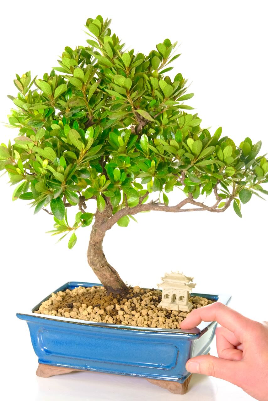 Evergreen Japanese Azalea Bonsai Tree For Sale UK
