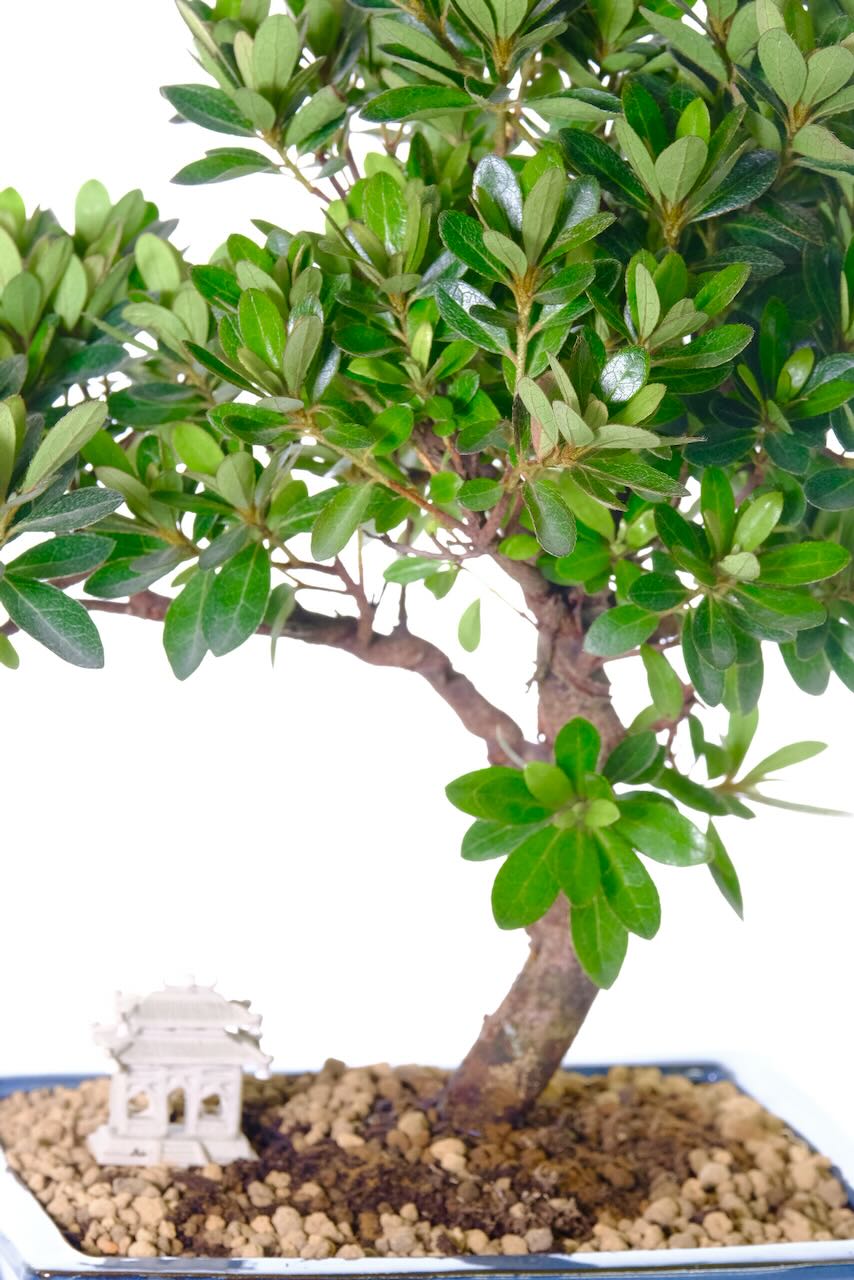 Evergreen Japanese Azalea Bonsai Tree For Sale UK