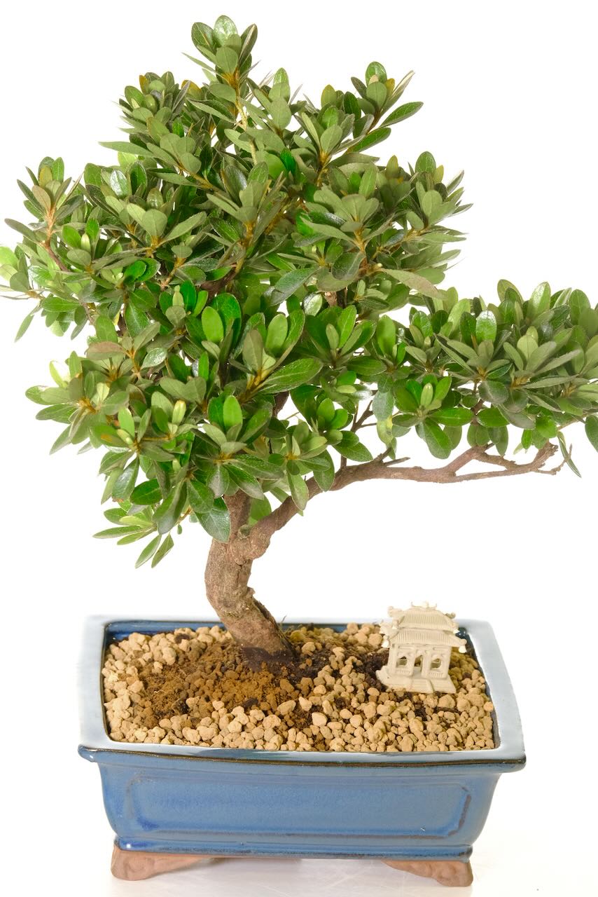 Japanese Azalea bonsai tree for sale in greyish-cerulean bonsai pot
