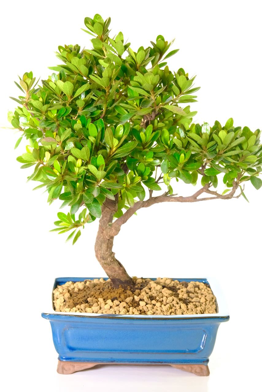 I love the sweeping broad branches of this Japanese Azalea bonsai