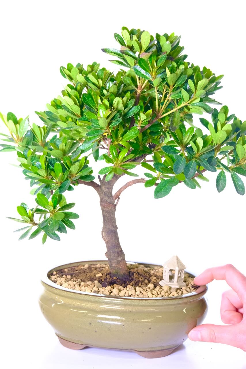 Sensational Flowering Japanese Azalea Bonsai with Lovely Shaped Foliage