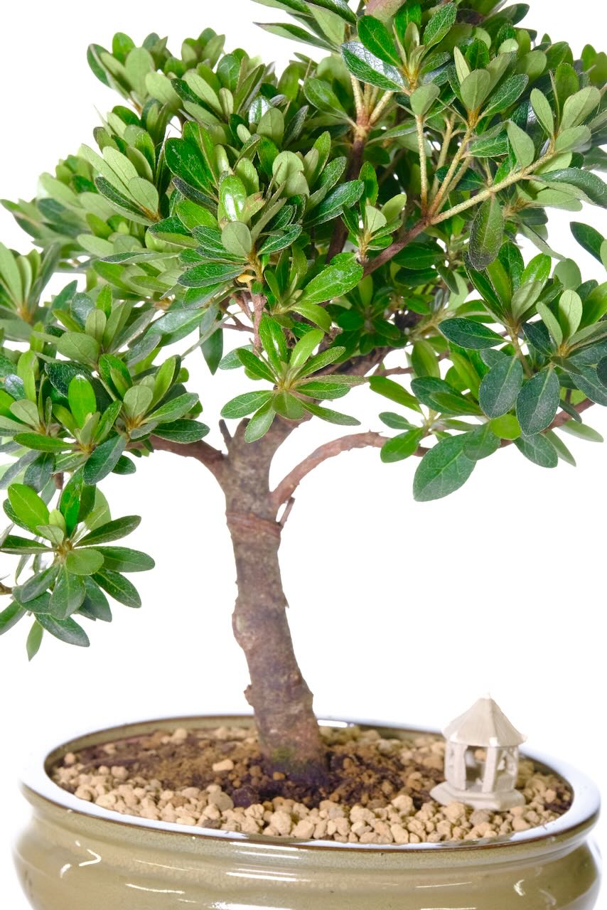 Close up of the trunk flow of this azalea bonsai tree
