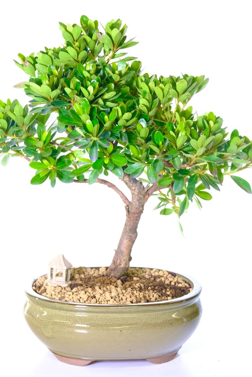 FREE next day delivery available to mots of the UK