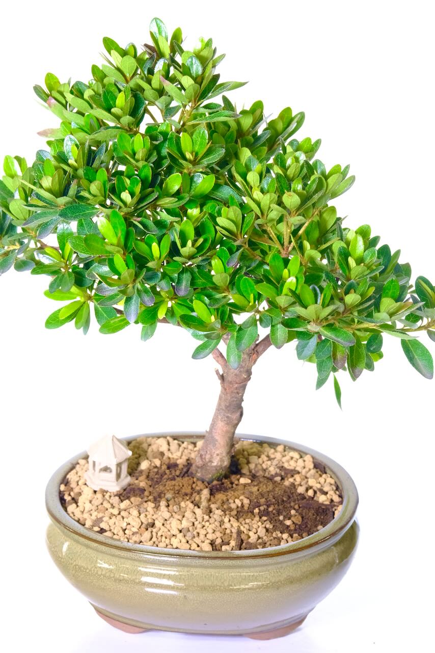 This Japanese azalea bonsai tree also includes a miniature temple