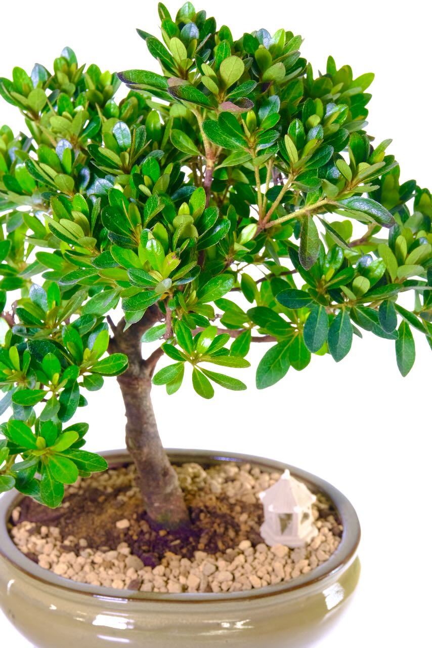 The beautiful colours of this Japanese azalea bonsai tree