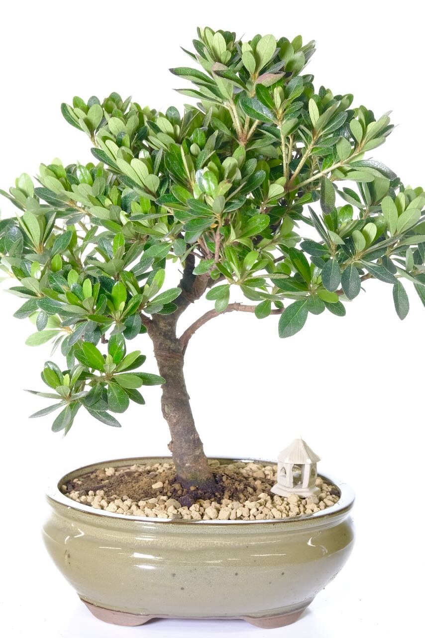Japanese Azalea bonsai tree for sale with pink spring blossoms