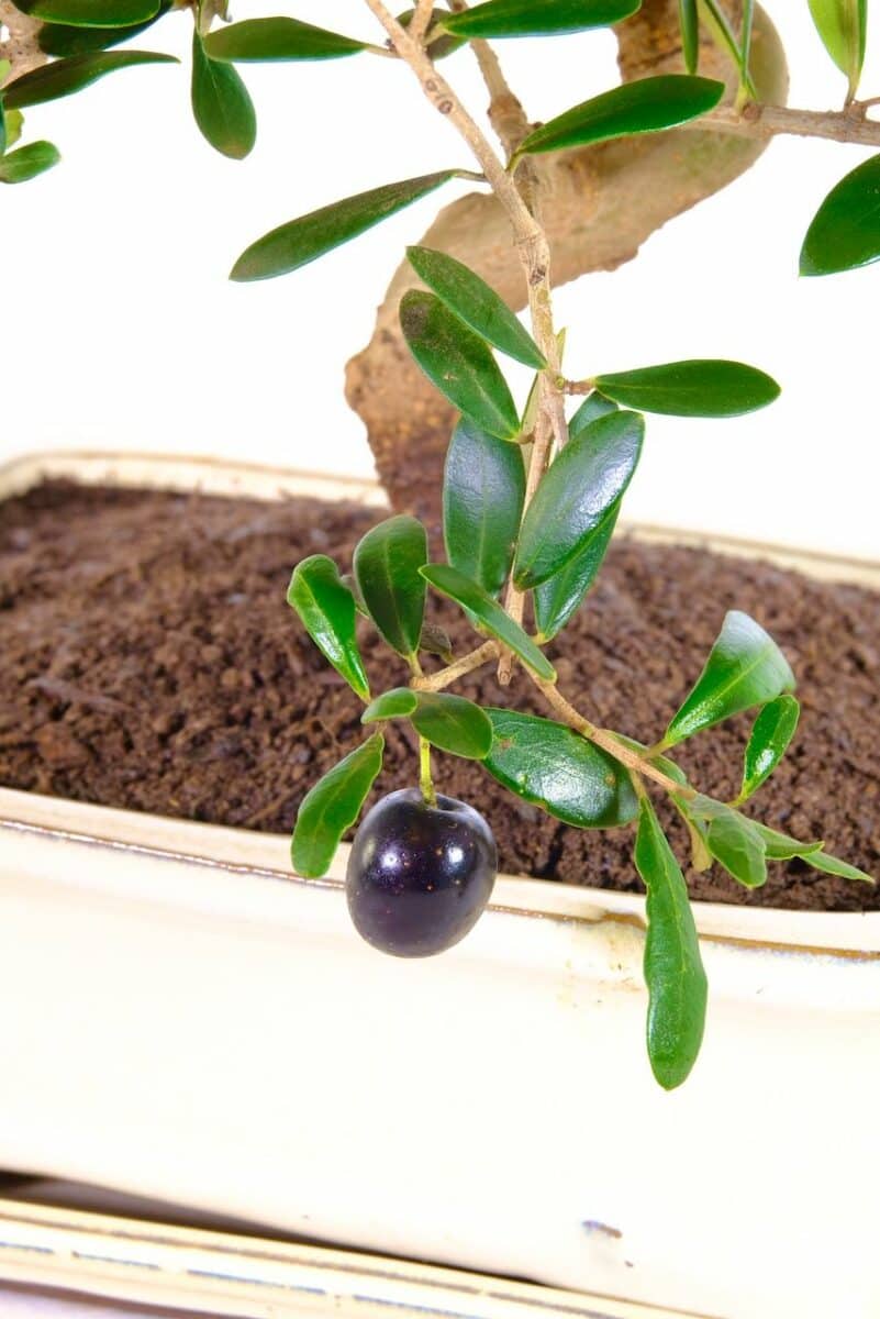 Close up of the olive fruits
