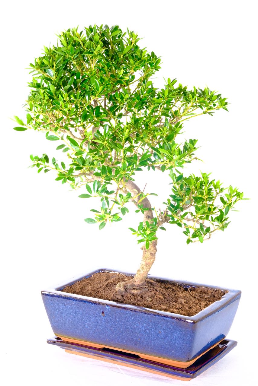 Ilex crenata Japanese Holly evergreen bonsai for sale