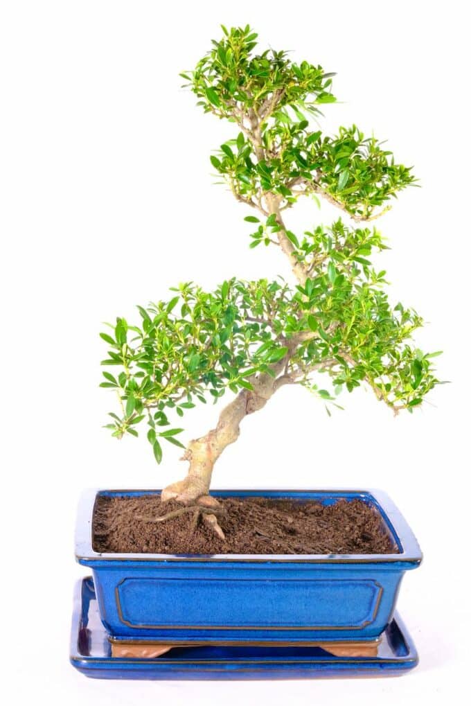 Commanding & Majestic Japanese Holly bonsai for sale