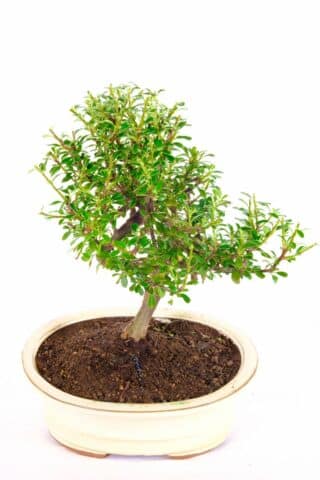 A beautiful miniature evergreen Bonsai with all year round interest