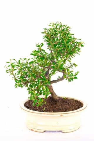 Wondrous cotoneaster microphylla hardy semi evergreen Bonsai for sale
