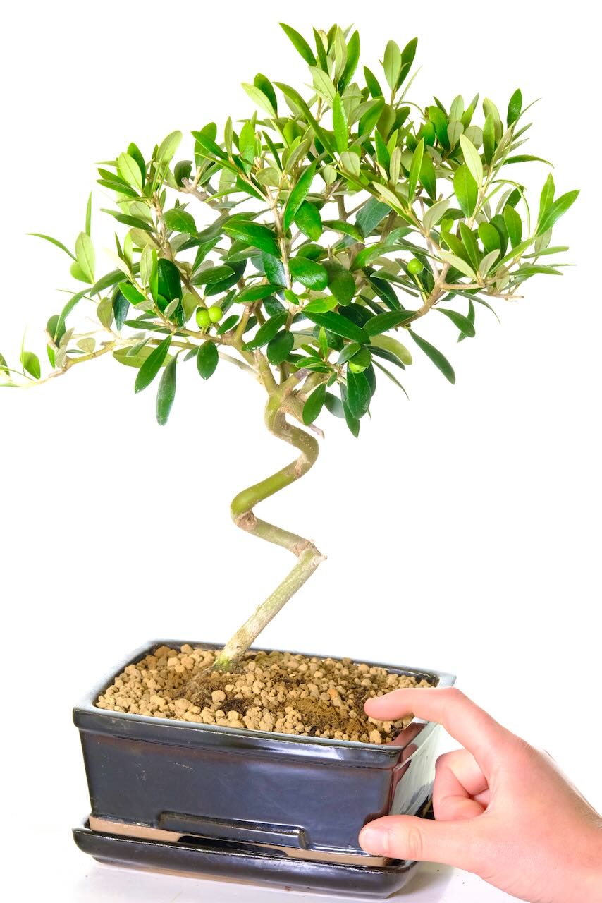 FREE fast delivery of this bonsai tree available