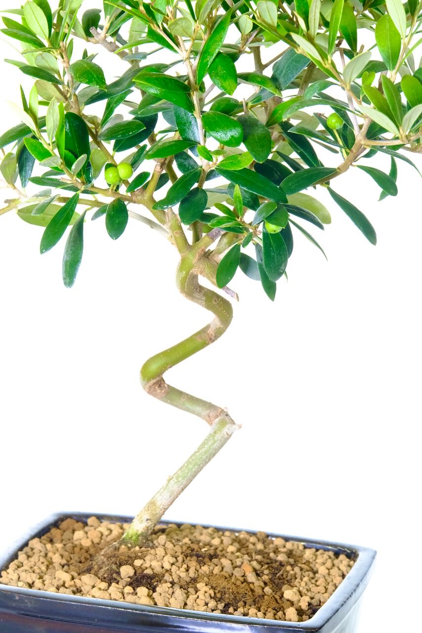 Showing the silvery green leaves of the Olive bonsai tree