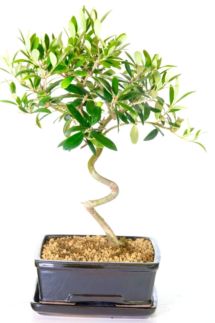 Photo of the zig zag trunk of this beautiful elegant olive bonsai