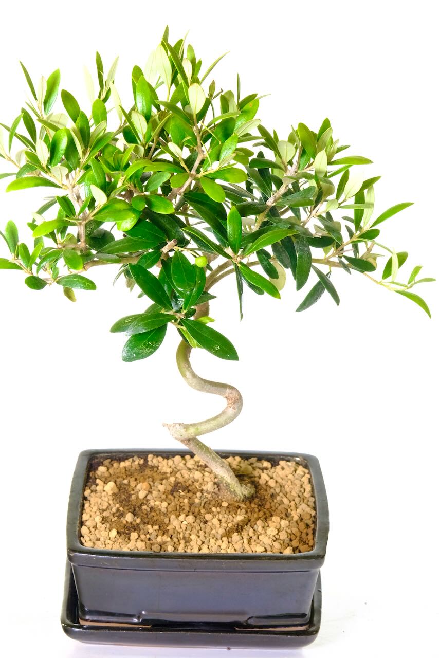 Olive bonsai tree for sale | Small Olives on Bonsai Tree