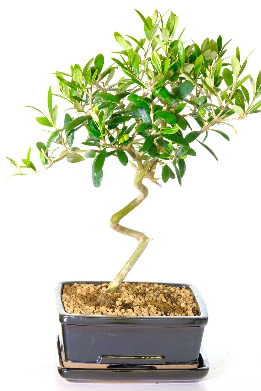 Exquisite Olive Bonsai Tree for Sale- Signifies Peace & Friendship