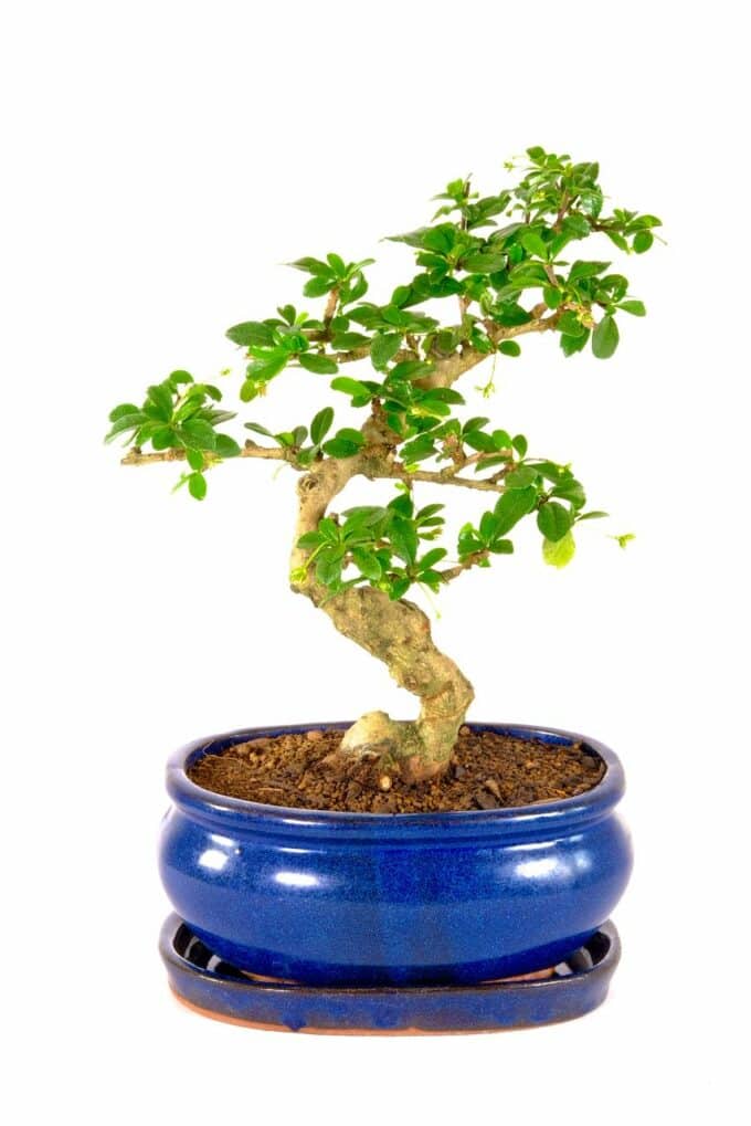 Gnarly Oriental Fukien Tea Tree bonsai for sale UK