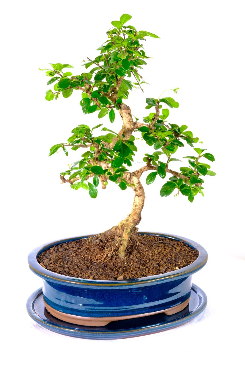 Flowering Fukien Tea Tree Bonsai with Accentuated Curves UK