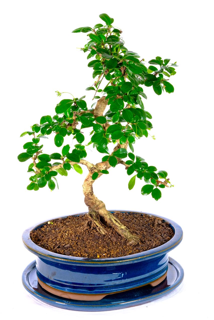 Flowering Fukien Tea Tree Bonsai with Accentuated Curves UK