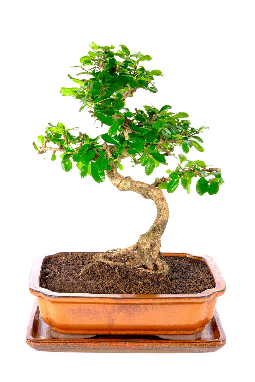 Bonsai with Flowers Excellence Range Fukien Bonsai for Sale