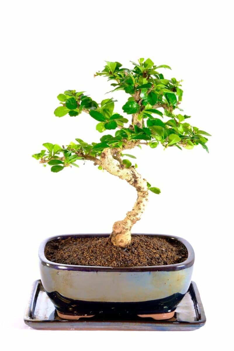 Majestic & Beautiful Fukien Tea tree Bonsai for Sale