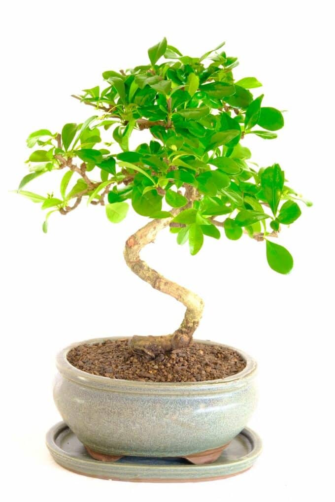 A very special and beautiful intricate Fukien tea tree