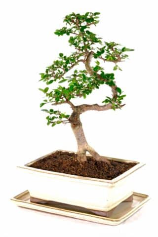 Exemplary Chinese elm bonsai with forked root feature