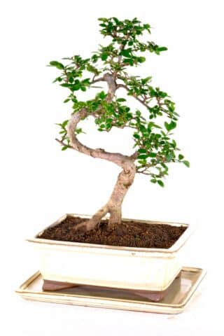 Ulmus parvifolia indoor bonsai for sale