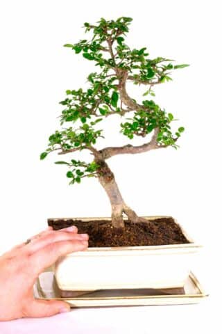 Very tasteful Chinese elm in soft cream pot with matching drip tray