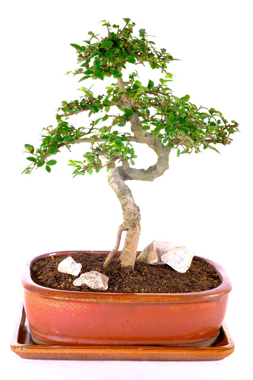 Highly Refined Chinese Elm in Cheerful Copper Glazed Pot