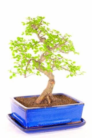 Chinese elm indoor Bonsai for beginners with sensational root flare